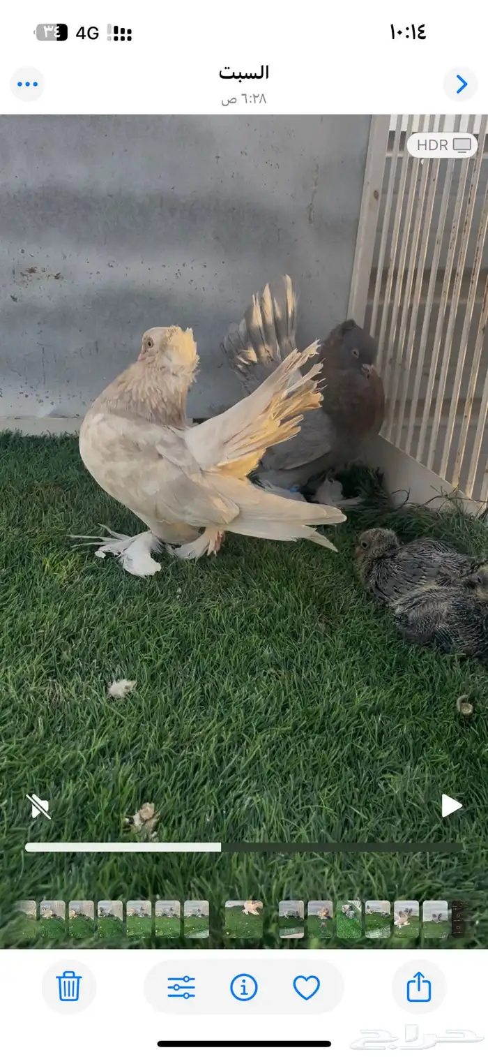 حمام كرنقو 3