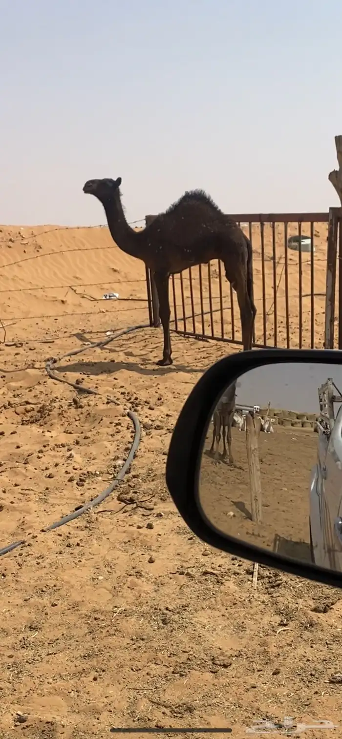 للبيع قعود سمين فل تحت امه 3