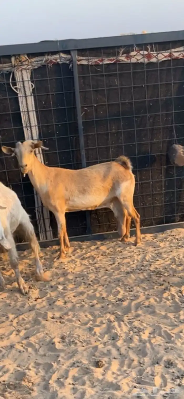 عنزين دفيع شرط على سونار 0