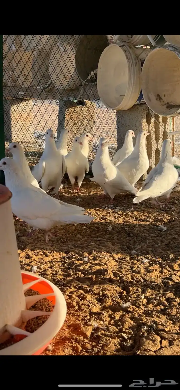 الخرج 0