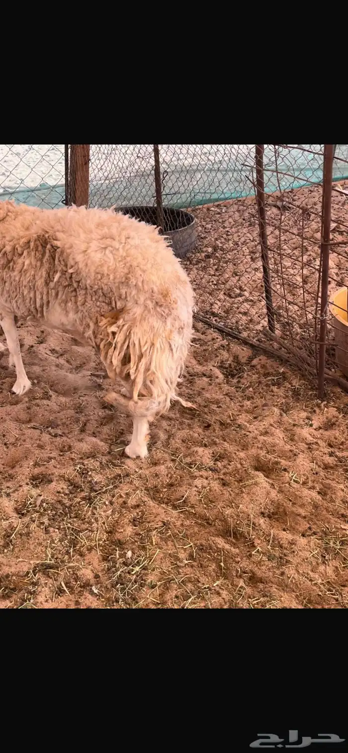 نعجه رباع 2