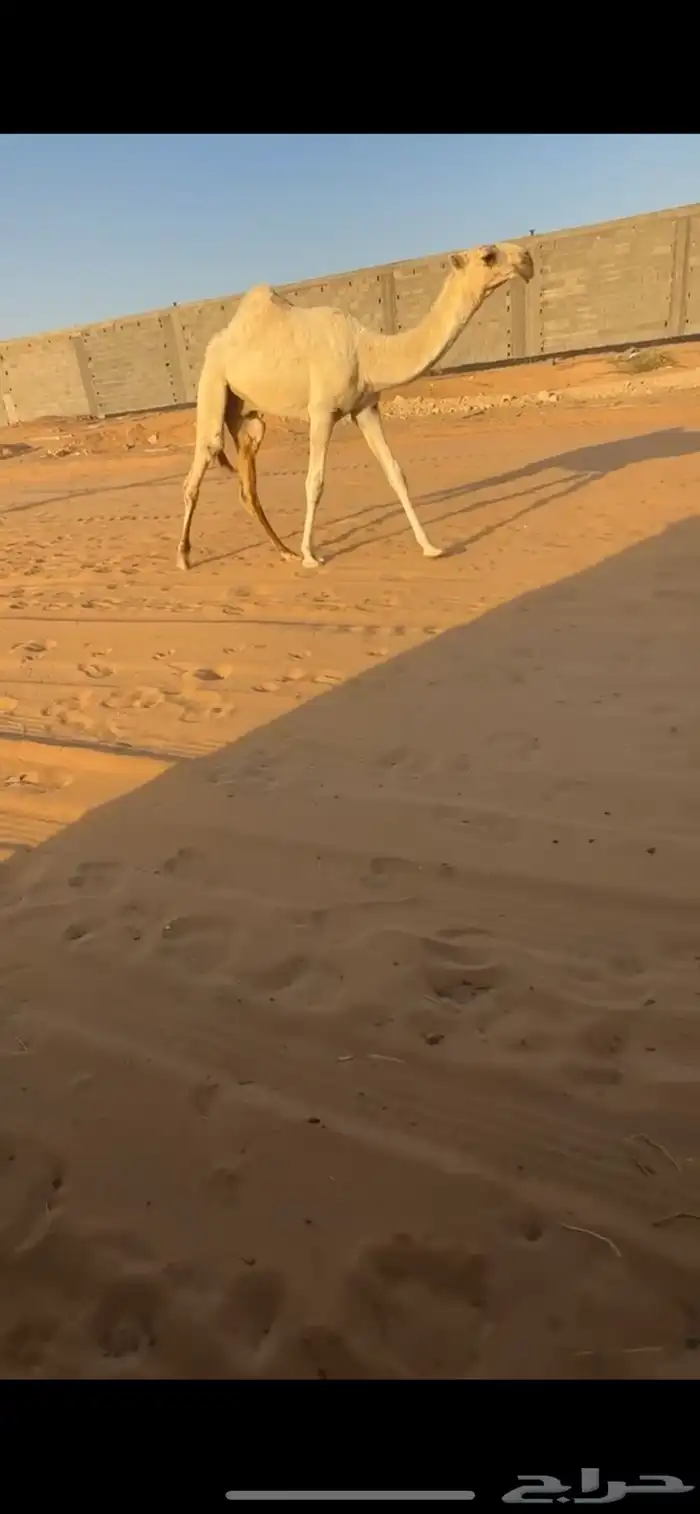 قعود اوضح فردي 0