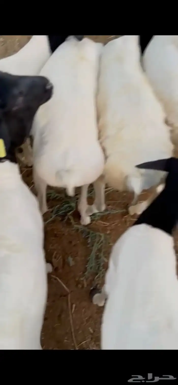 للبيع طليان برابر مرابي مزرعه 4