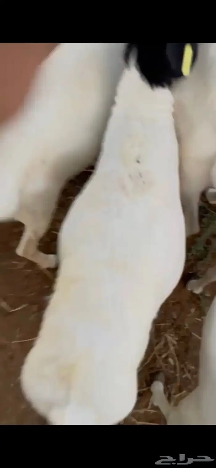 للبيع طليان برابر مرابي مزرعه 3