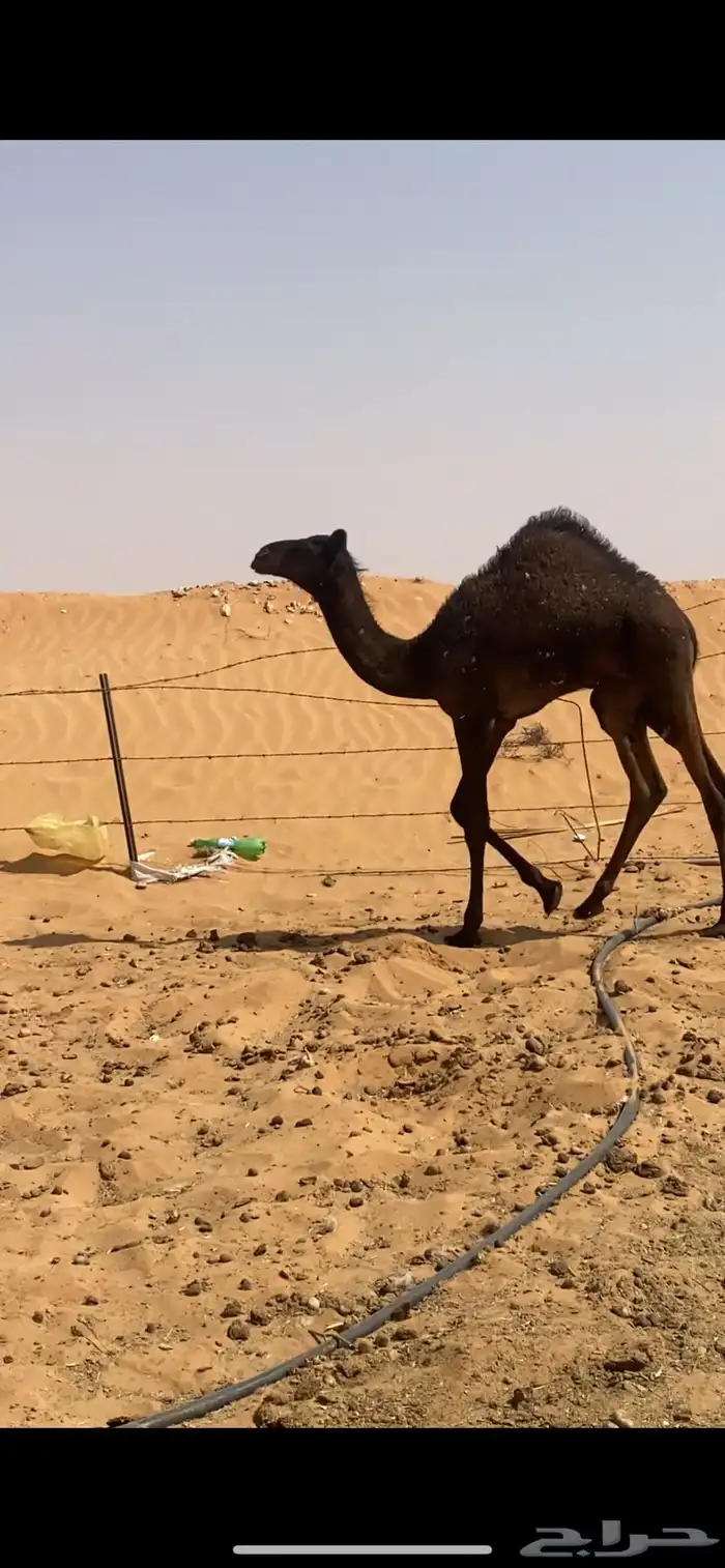 للبيع قعود سمين فل تحت امه 0