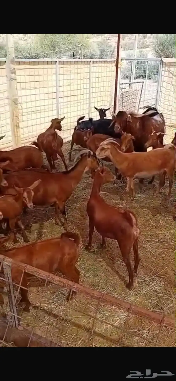 معزا جنوبية تهاميه للبيع 0