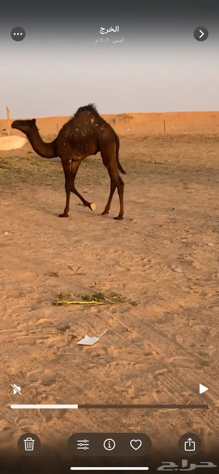 للبيع قعود سمين فل تحت امه 1