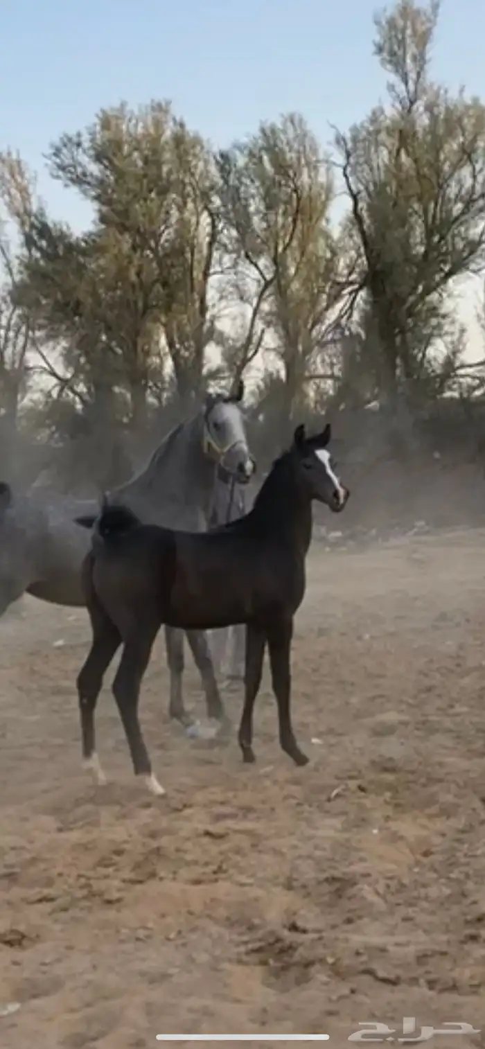 مهر ادهم ابن نيروز 1