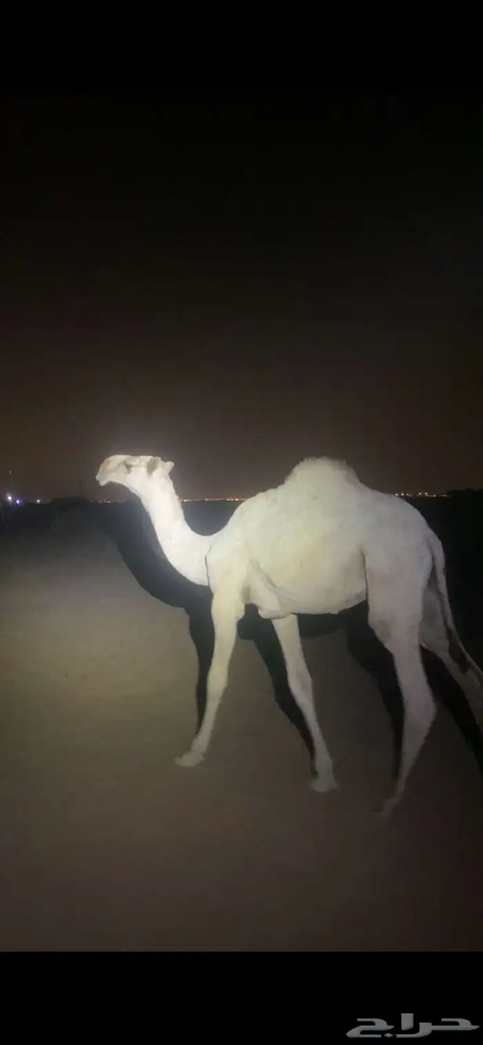 قعود مشروع فحل اشقح للبيع.القناي الله يرزقه 1