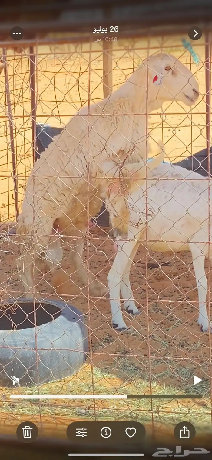 للبيع فحول مشروطه 3