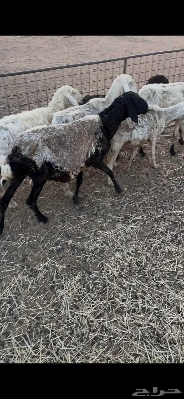 عويد سنها تامه 1