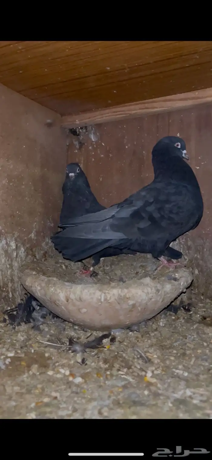 ازواج خاصة لأهل المطيار 2