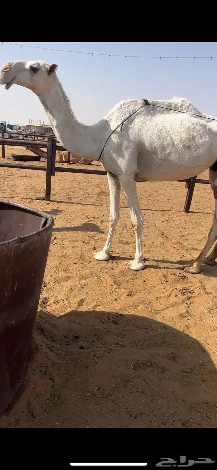 ناقه عشرا سدس للبيع 3