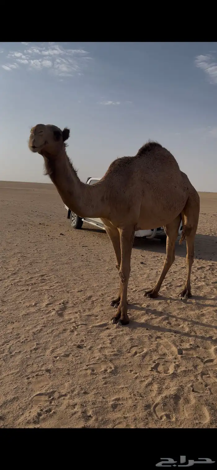 رباع مقد انتاجة نقبل البدال 0