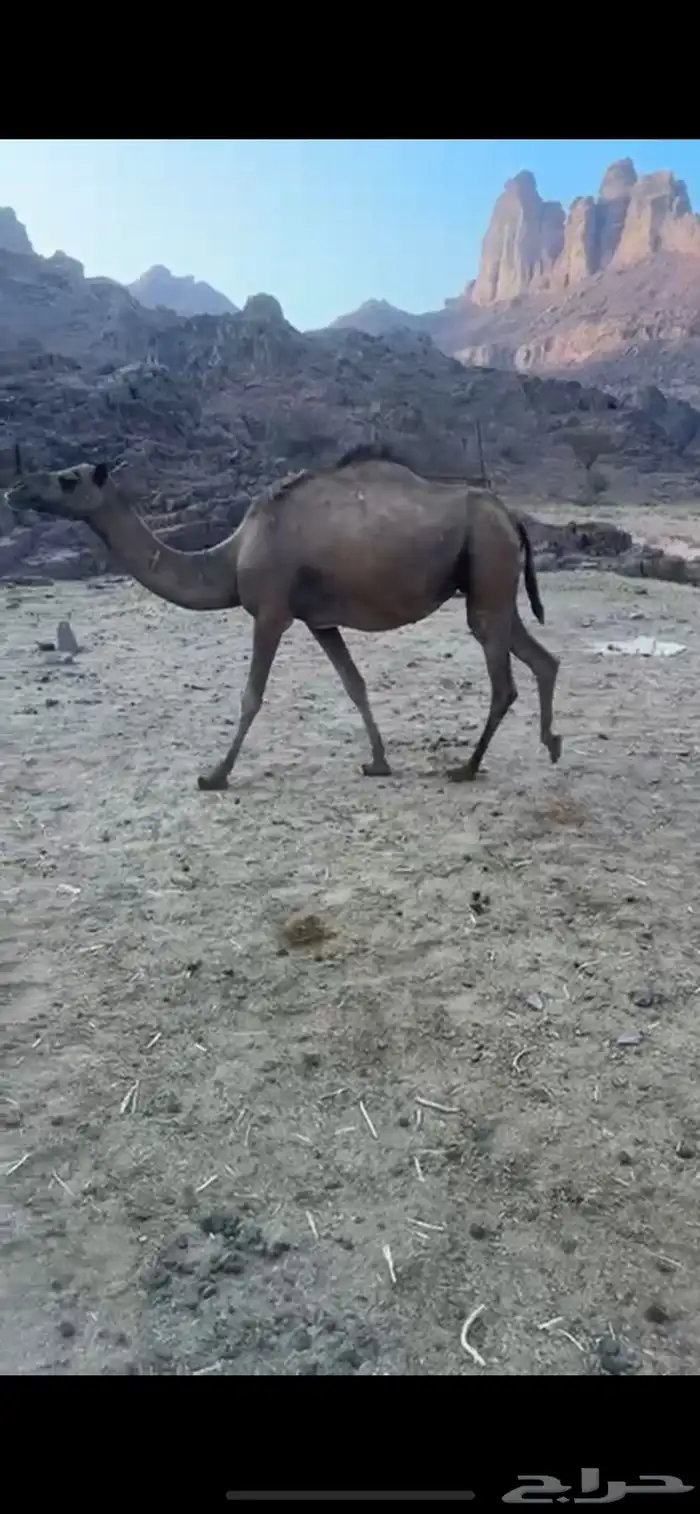 ناقه حمراء ساحليه تلد بدايه شهر 6 ام ثاني والي ببطناه الثالث 1