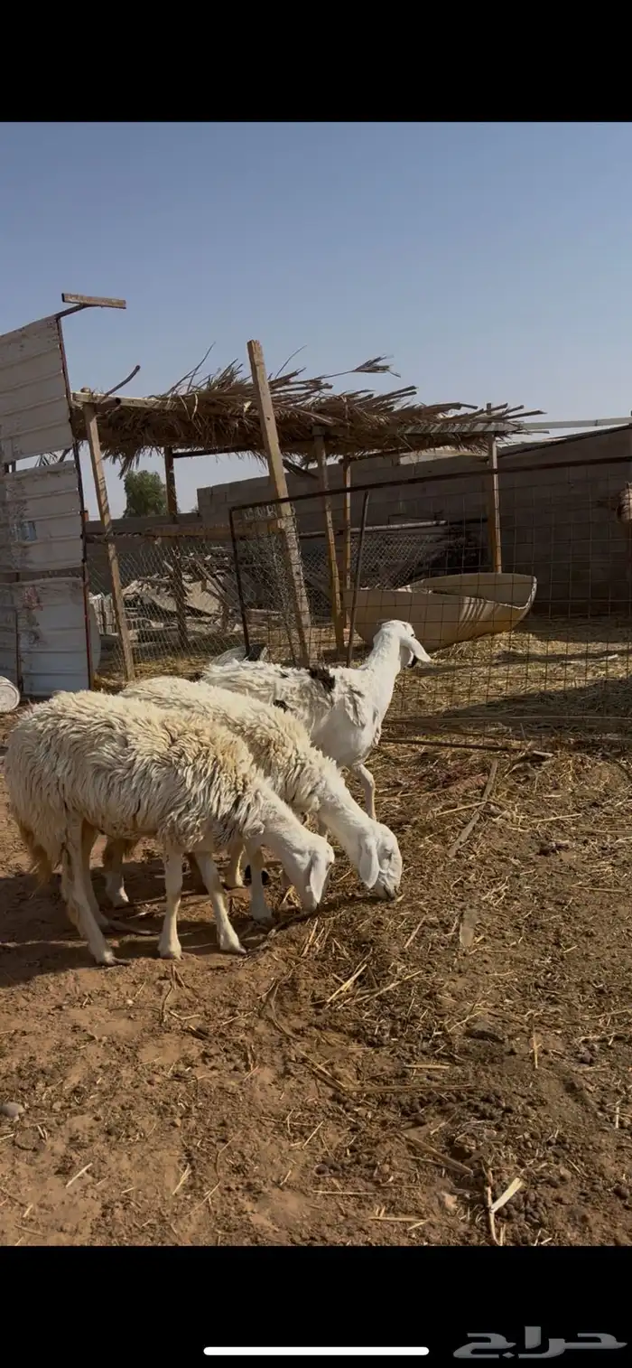 للبيع رخال حريات دفيع 1