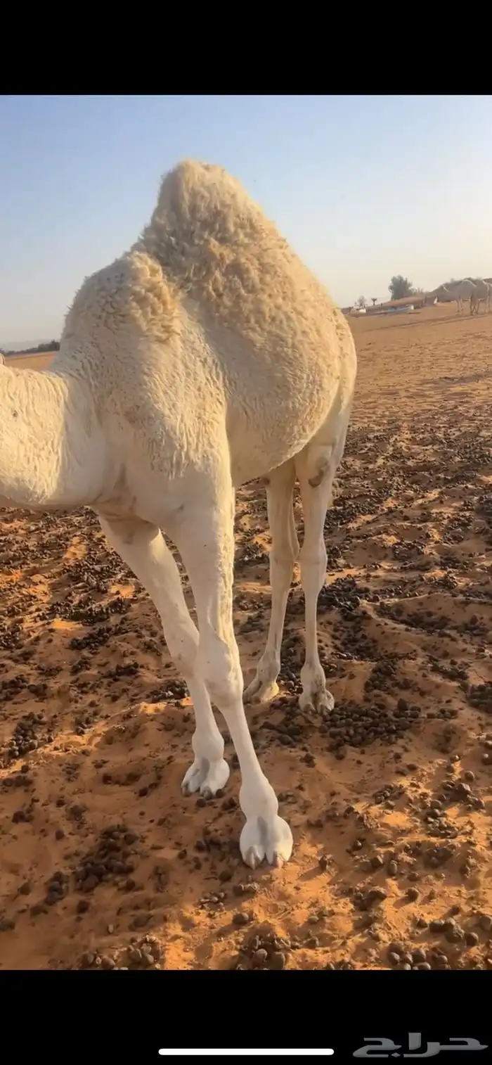 قعود قصب على حليب امه 3