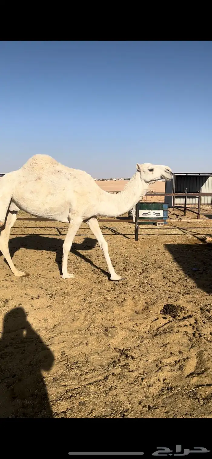 وضحاء ضروبه السن ام ثالث 0