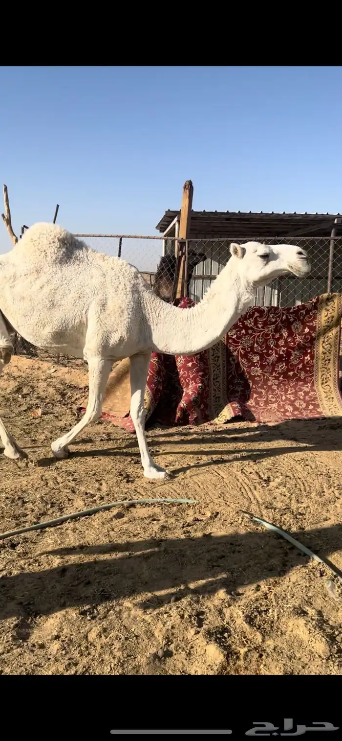 وضحاء ضروبه السن ام ثالث 1