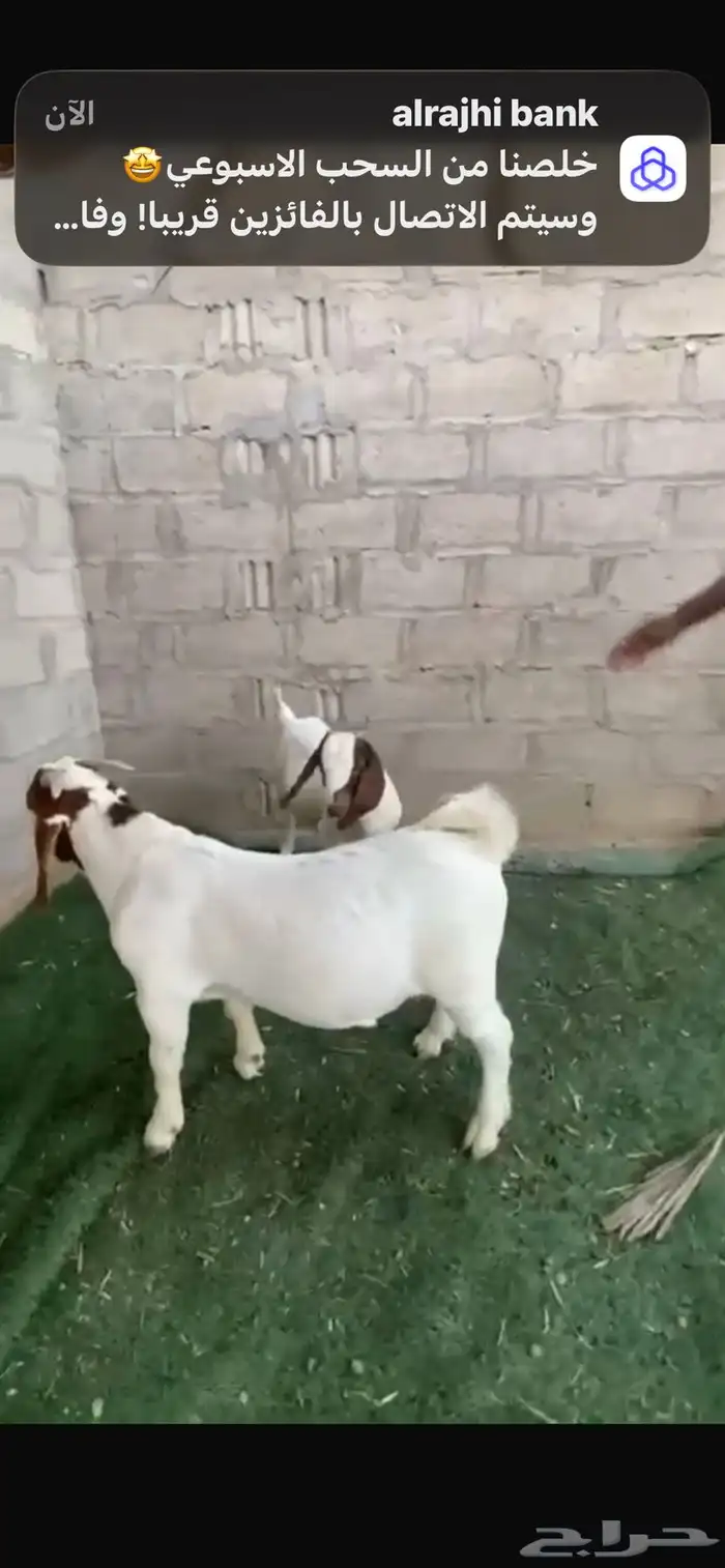 جفره وتيس بورقوت 1