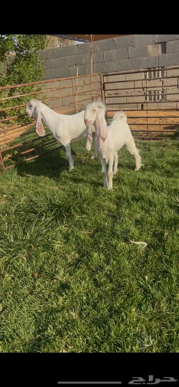 جفره وتيس جم توم 0