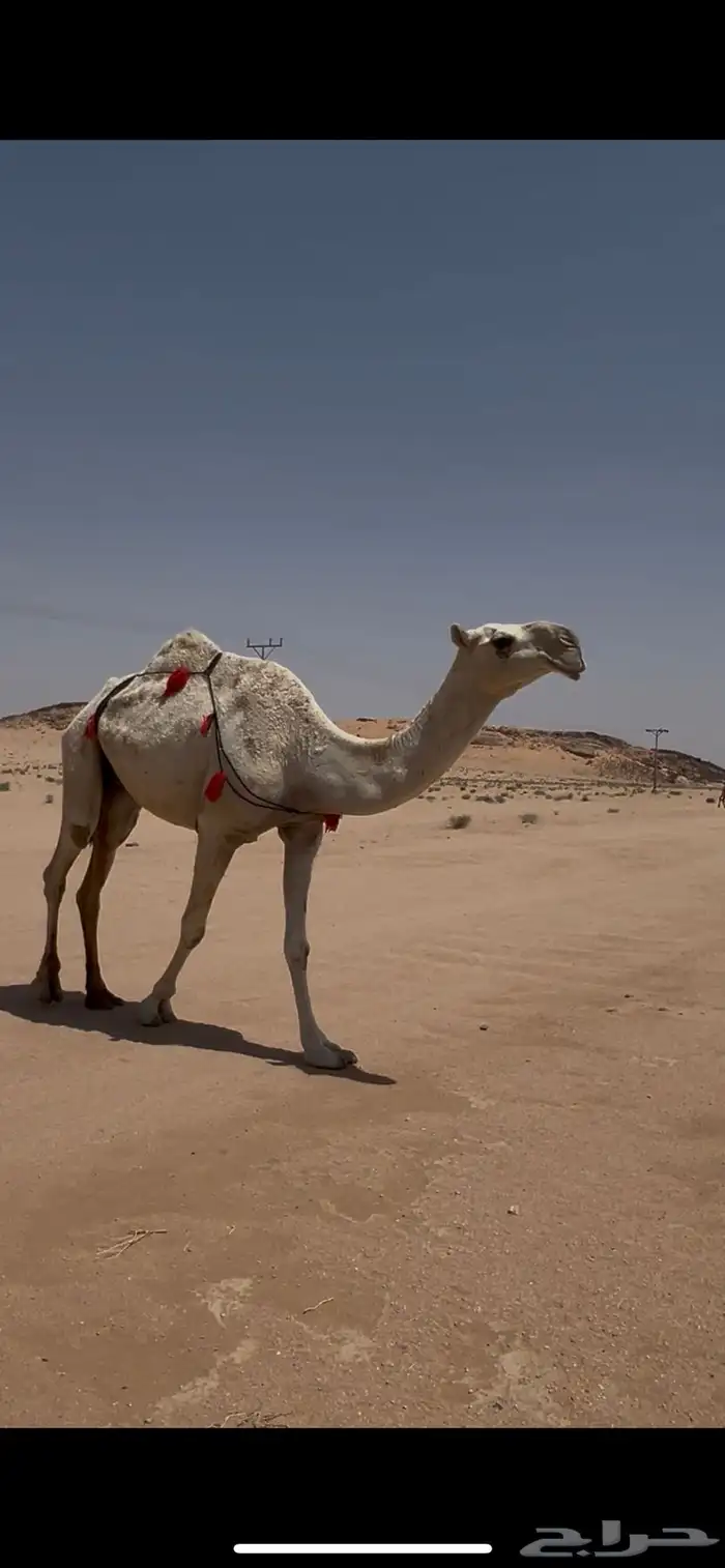 ناقه ضريبه وضحى 0