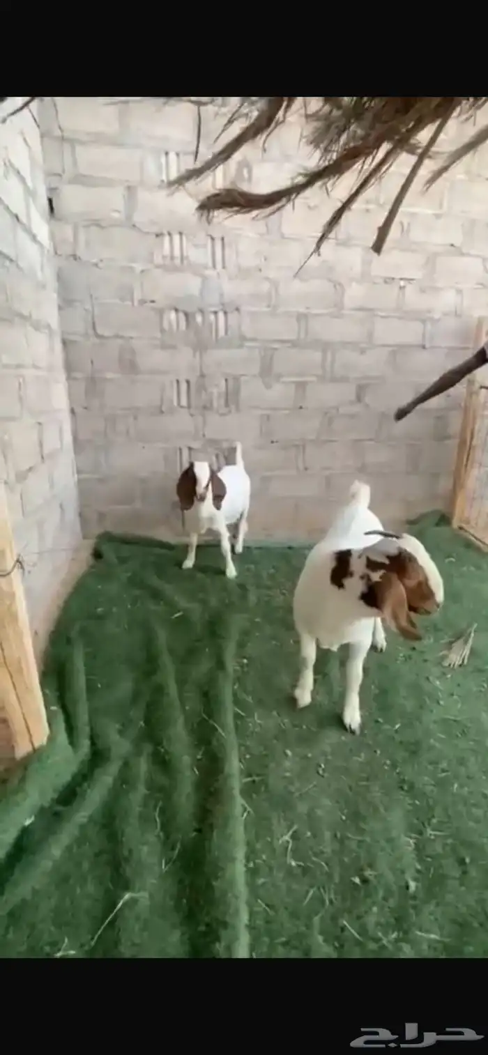 جفره وتيس بورقوت 0