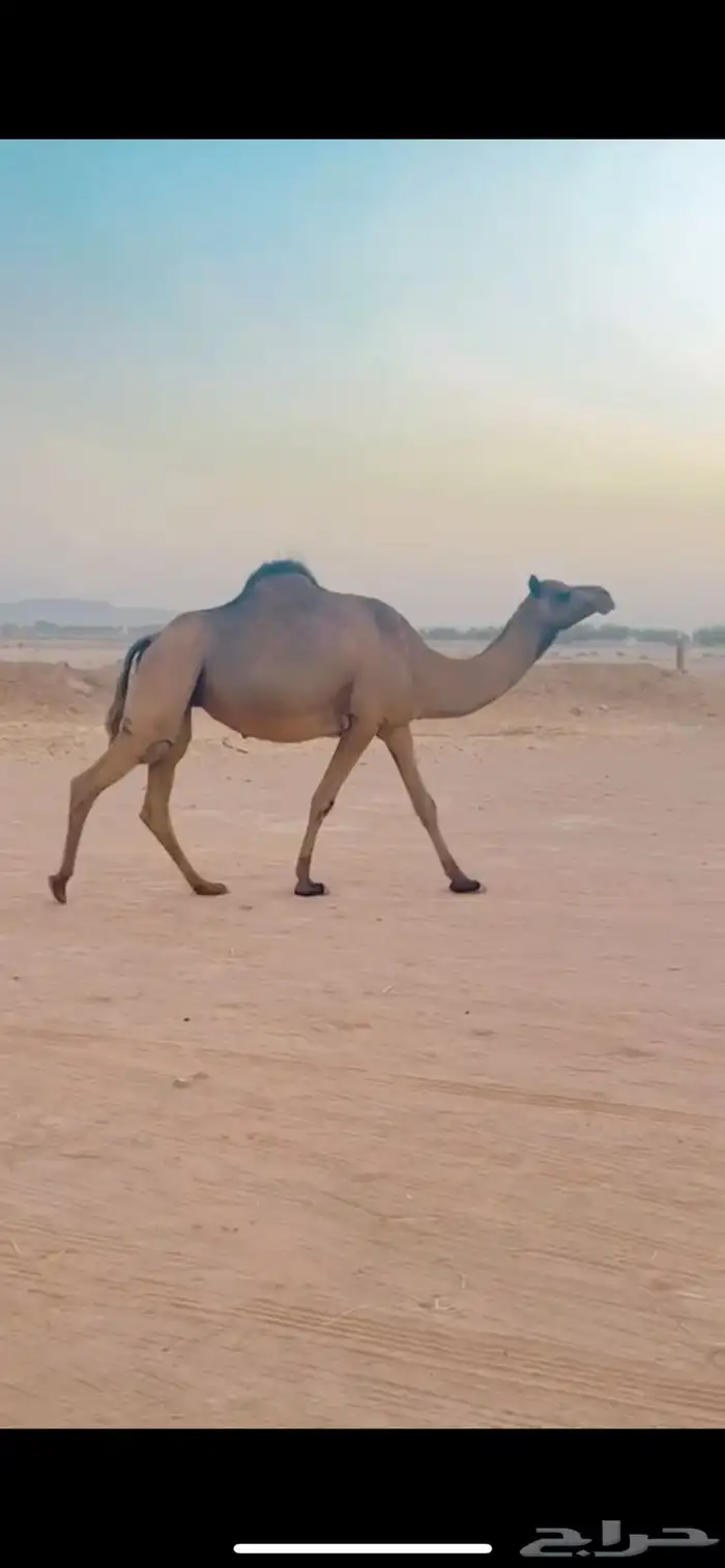 ناقة ساحلية 0