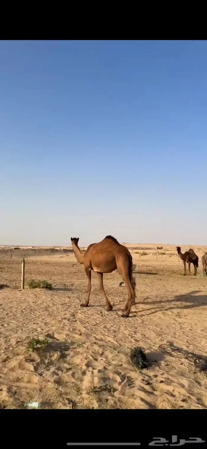 بكره صفرا حقه على سلطان الصفر 1