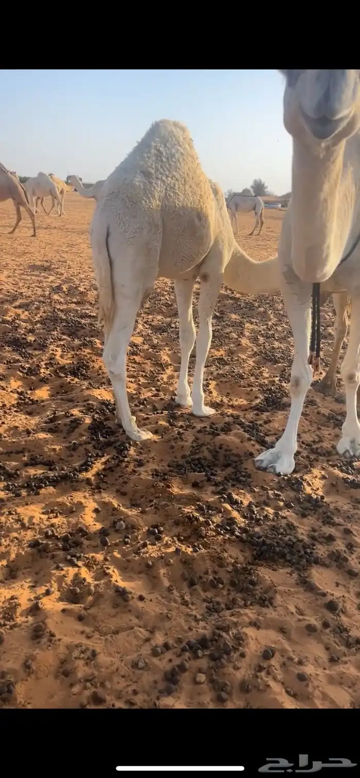 قعود قصب على حليب امه 0