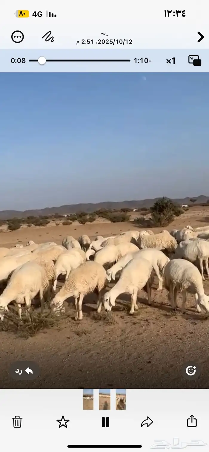 للبيع ضان حرش مراح واحد العدد حول 200 معها حول 50 تحتها 50 1