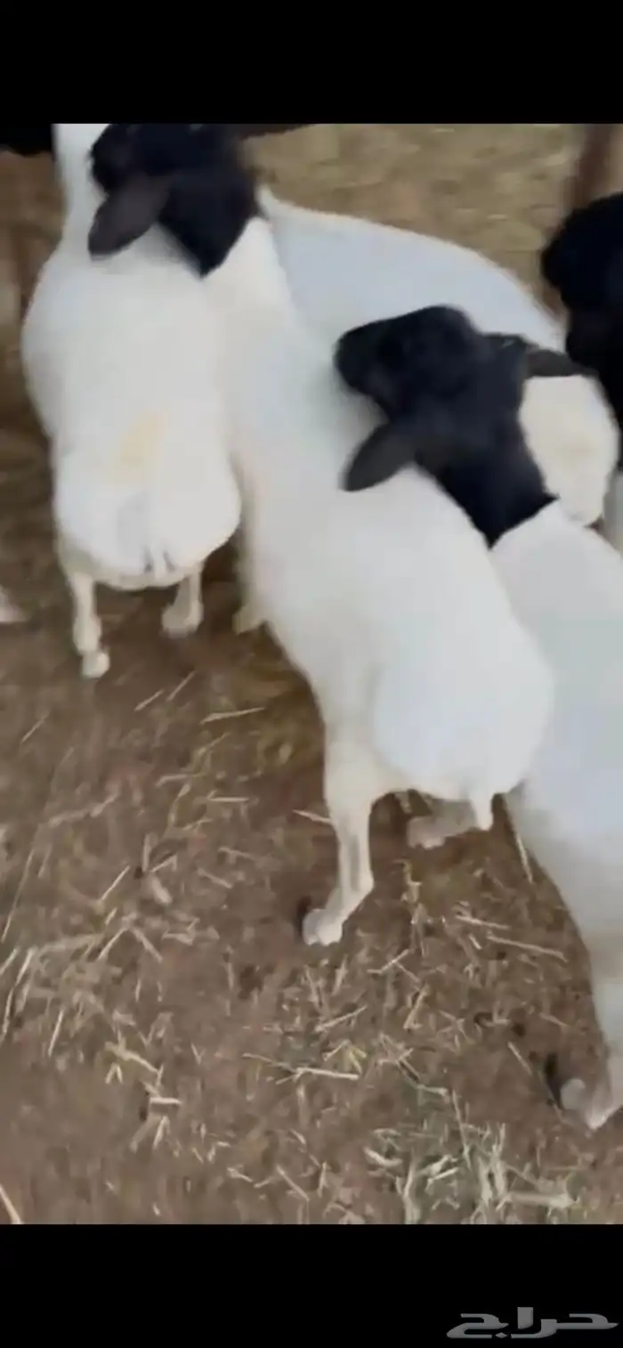 للبيع طليان برابر مرابي مزرعه 5