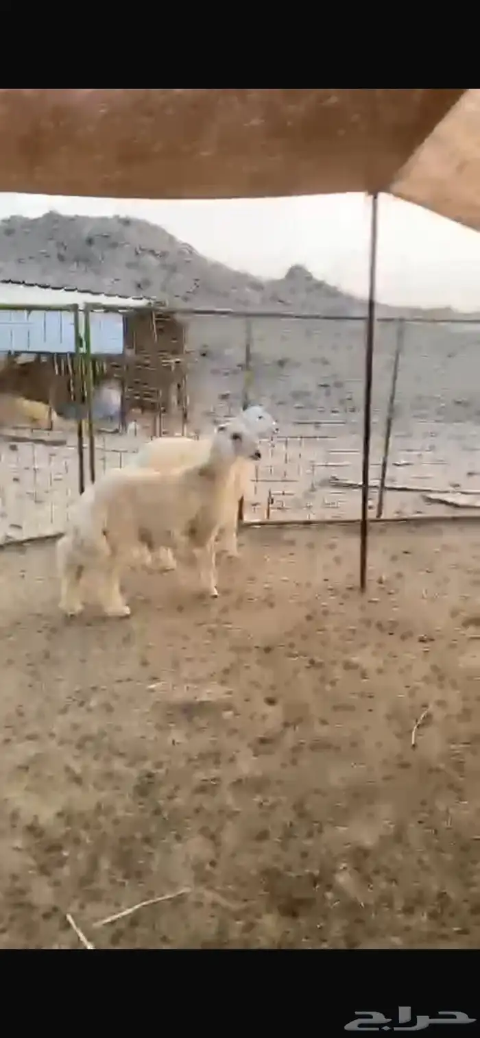 طليان حريه 0