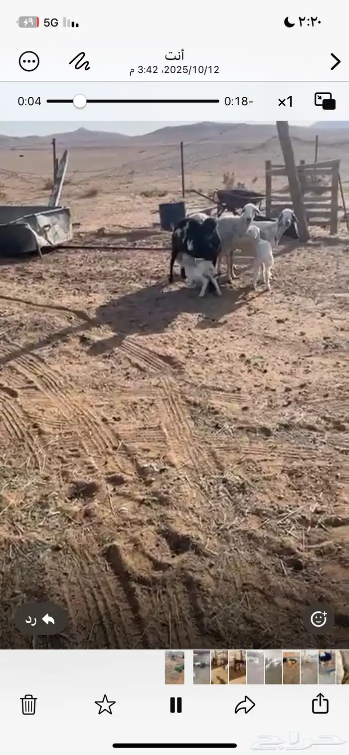 غنم ثلاث معهن ثنين خرفان للسنا ن سدس روم وسلم 1