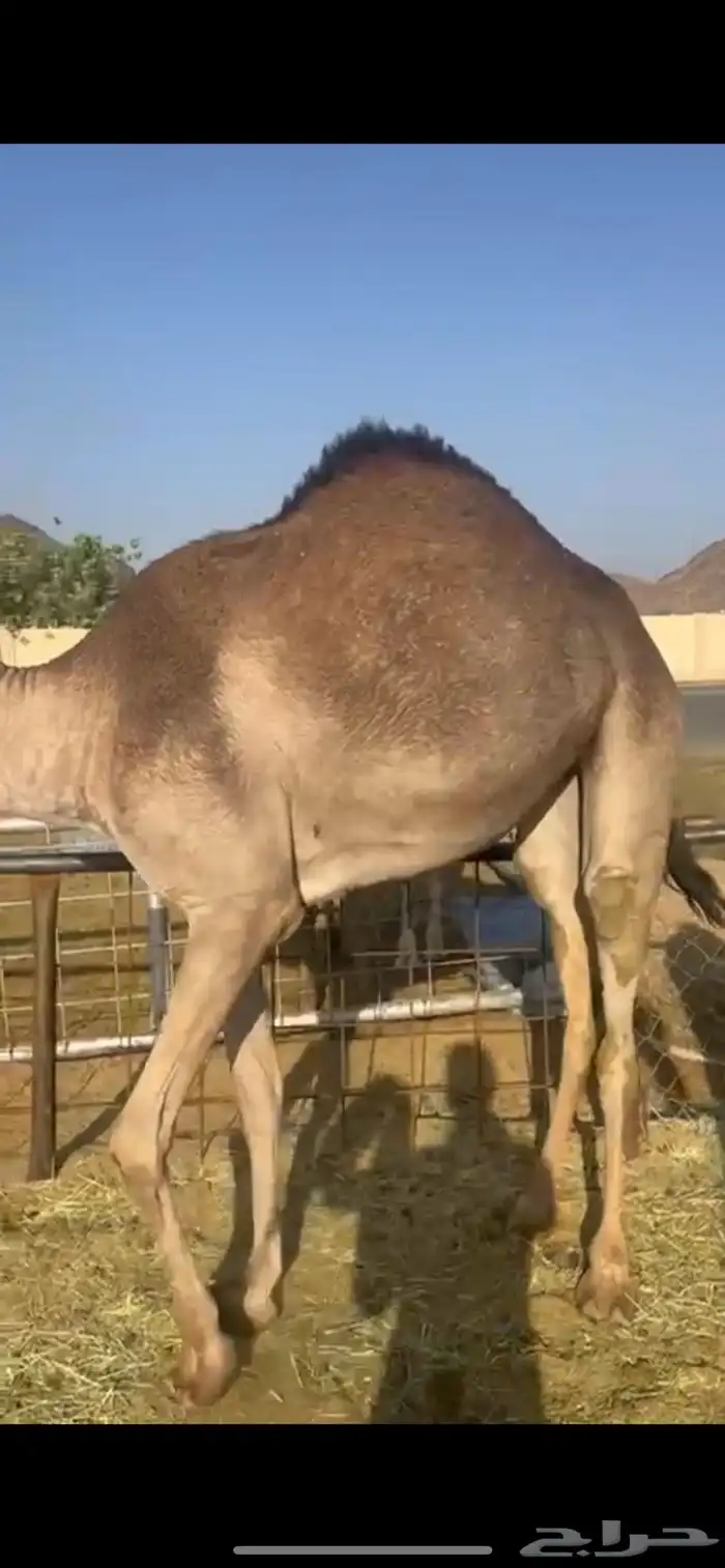 قعدان للبيع 1