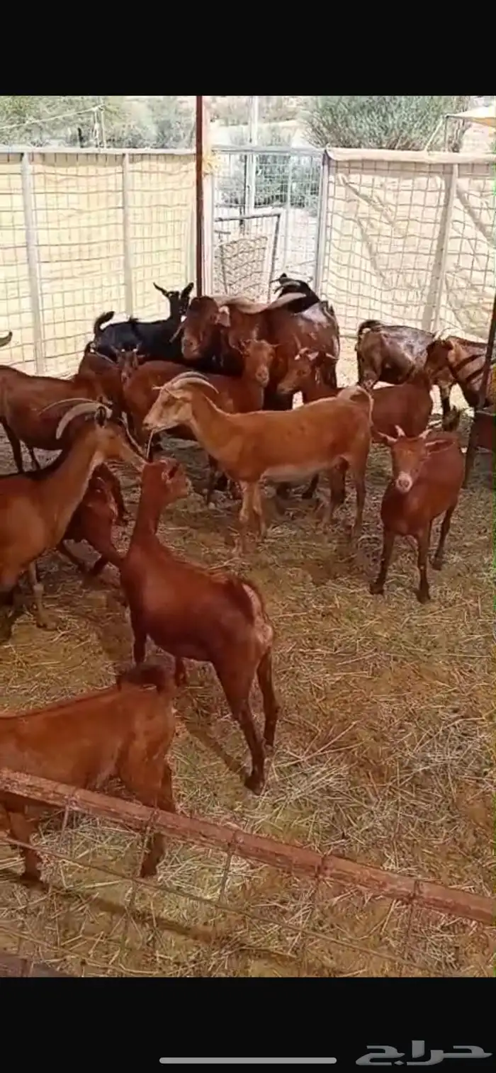 معزا جنوبية تهاميه للبيع 3
