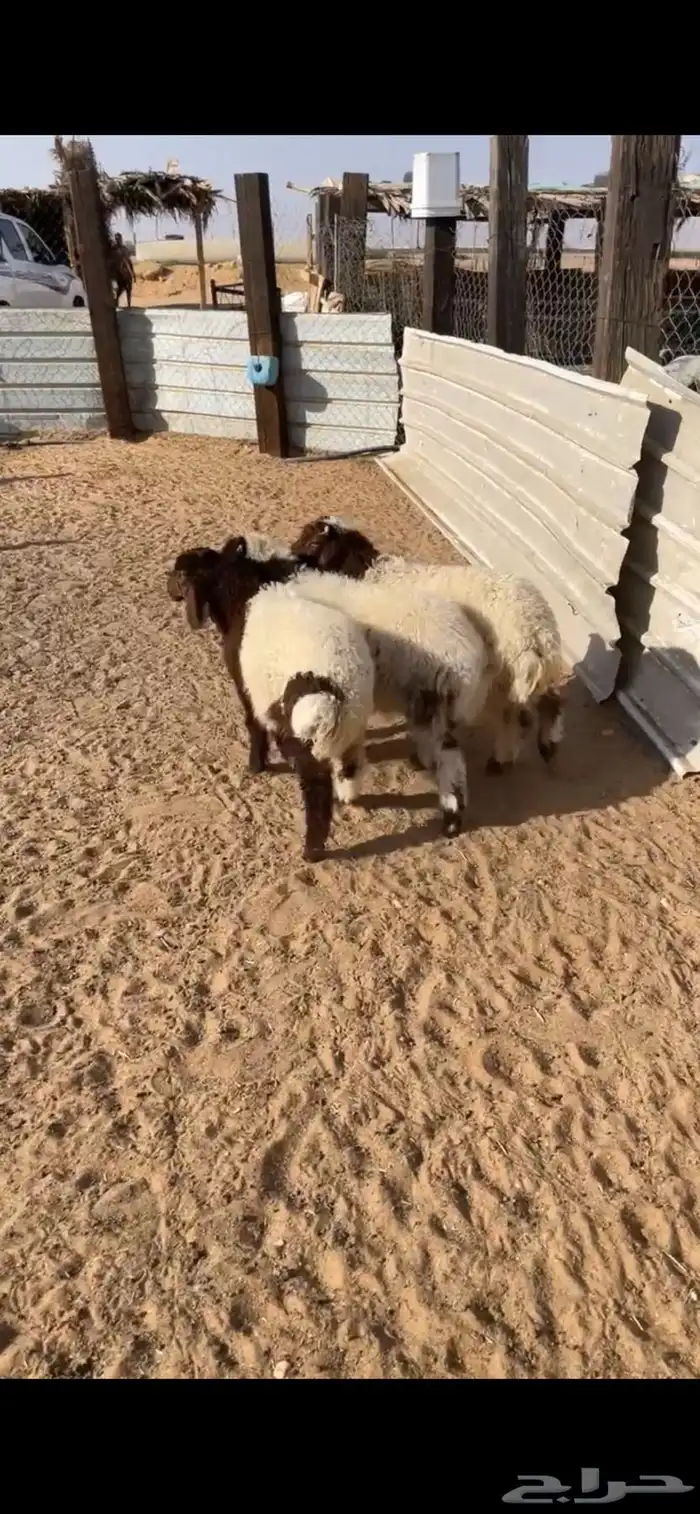 هرافا نعيم 0