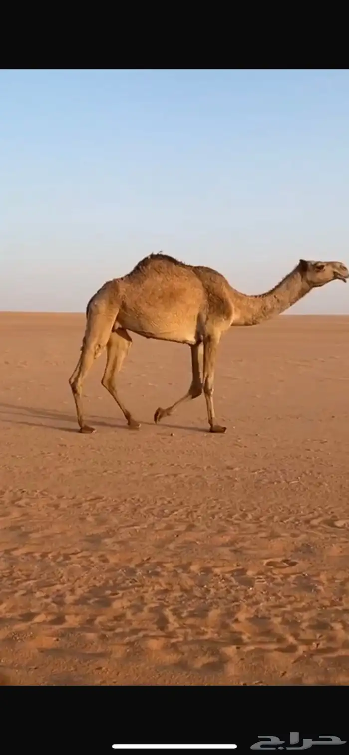 خفوت شعلا رباع 0
