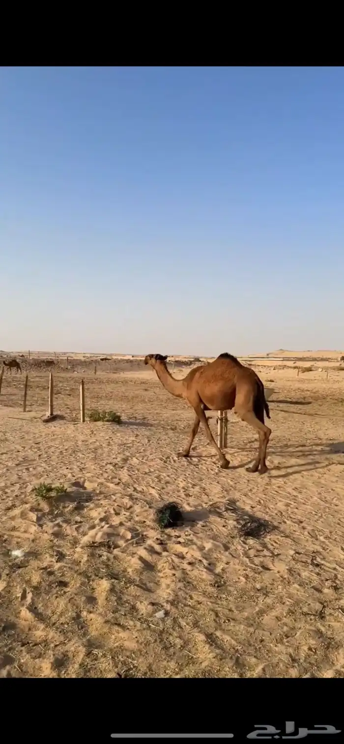 بكره صفرا حقه على سلطان الصفر 2