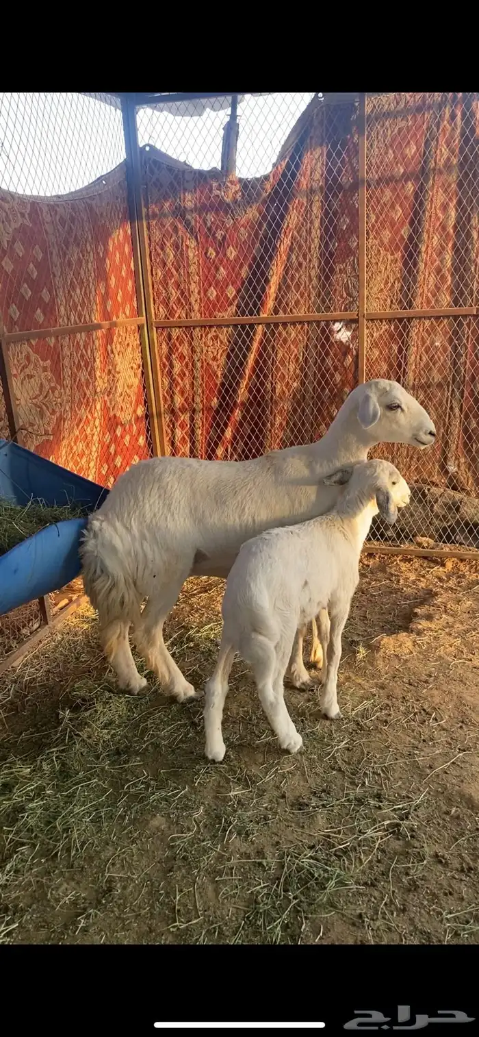 حريه جذعه معها طلي 2