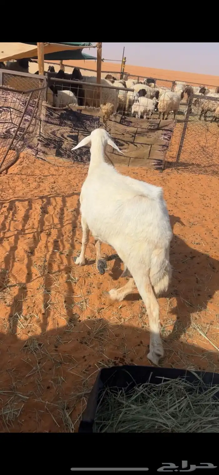 حريه دافع 0