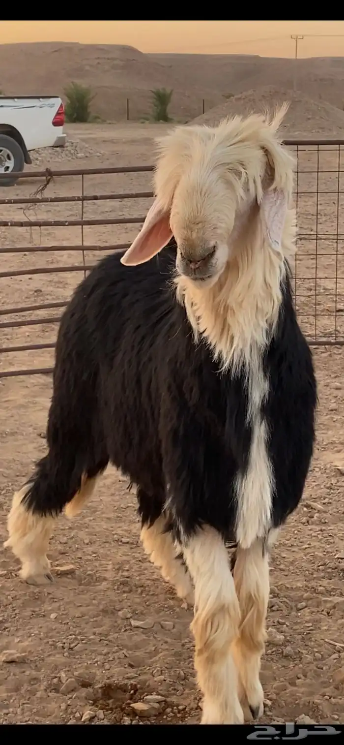 فحل نجدي فاخر 6