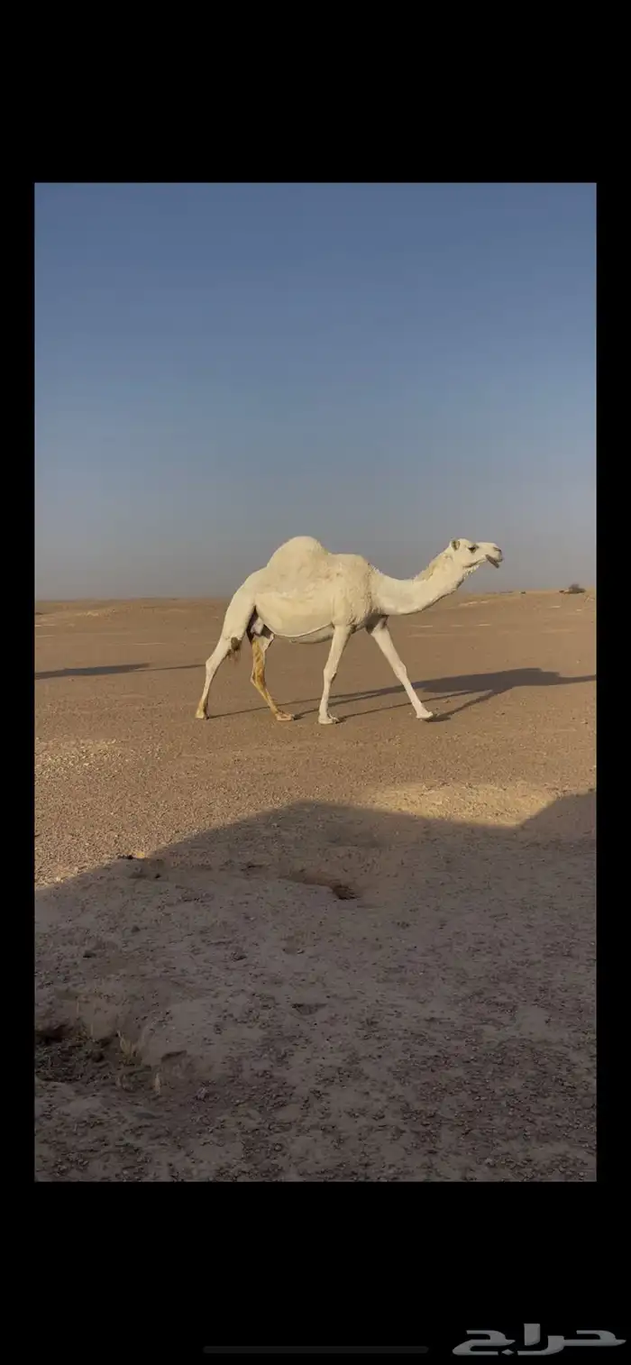لقحه وضحا 0