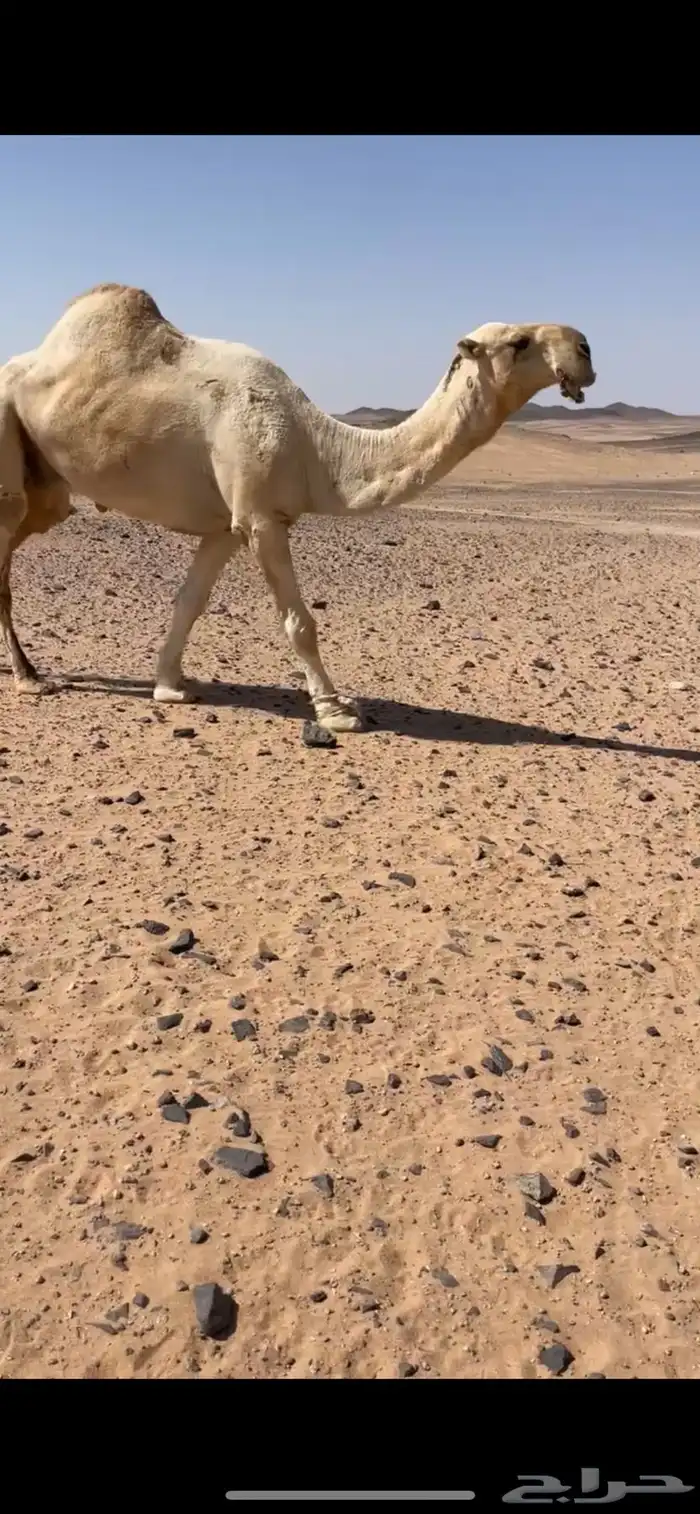 للبيع بعير باتلي السن شاق 1
