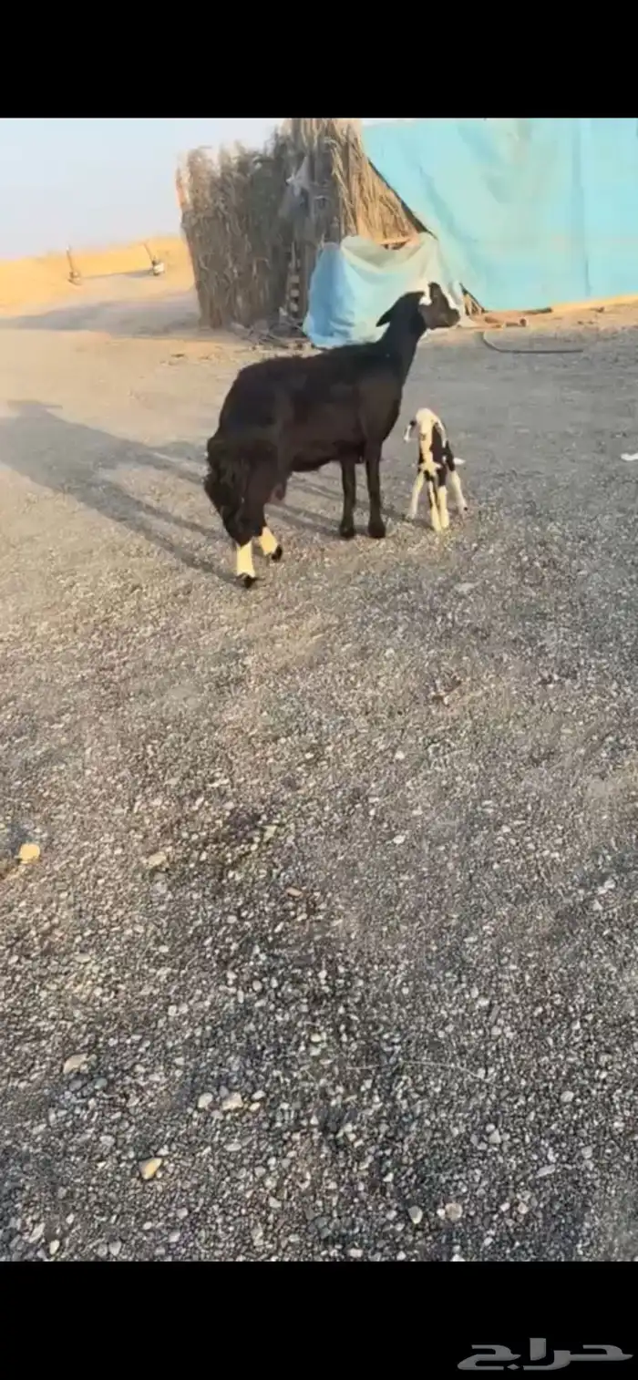 للبيع متبع فاخره كفووو منوة القناي 0