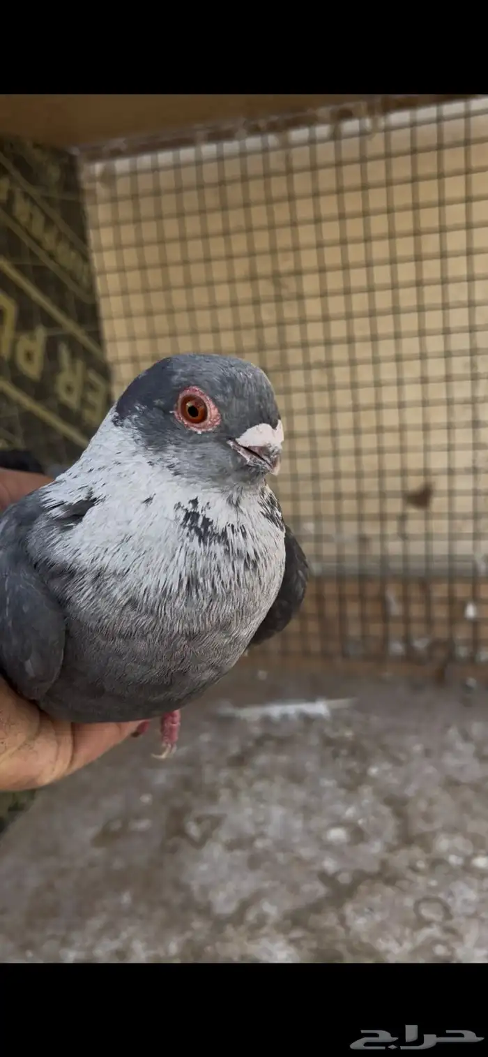 طيرة مخلفة بزرة الاردن 0