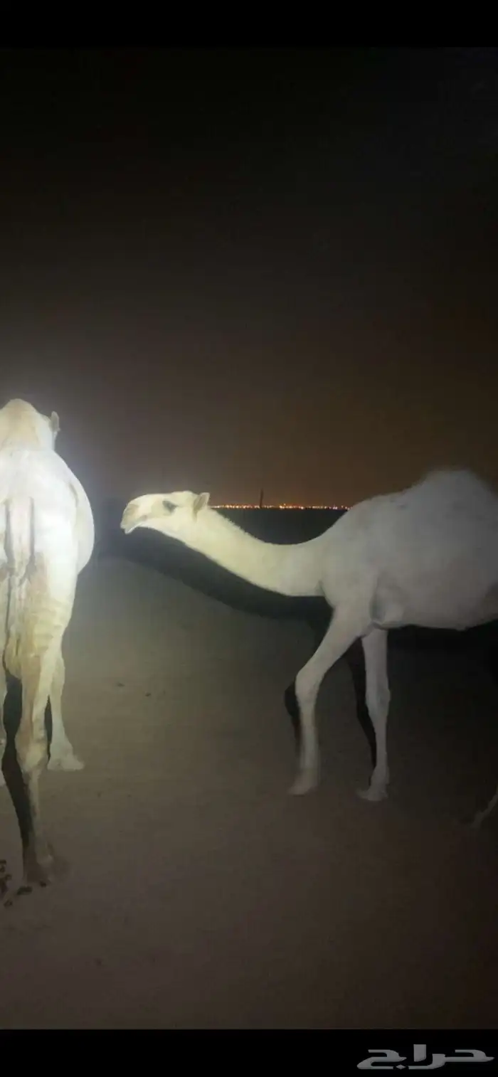 قعود مشروع فحل اشقح للبيع.القناي الله يرزقه 2