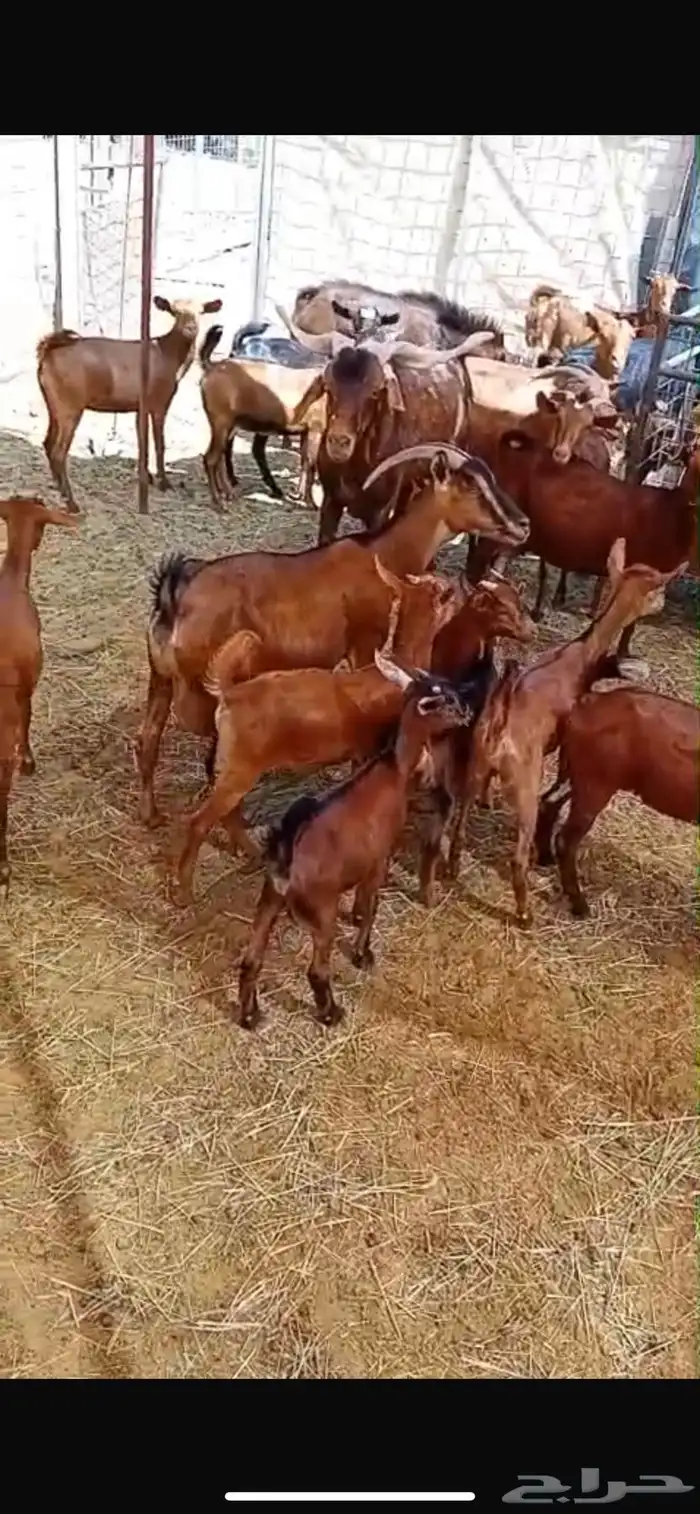 معزا جنوبية تهاميه للبيع 1