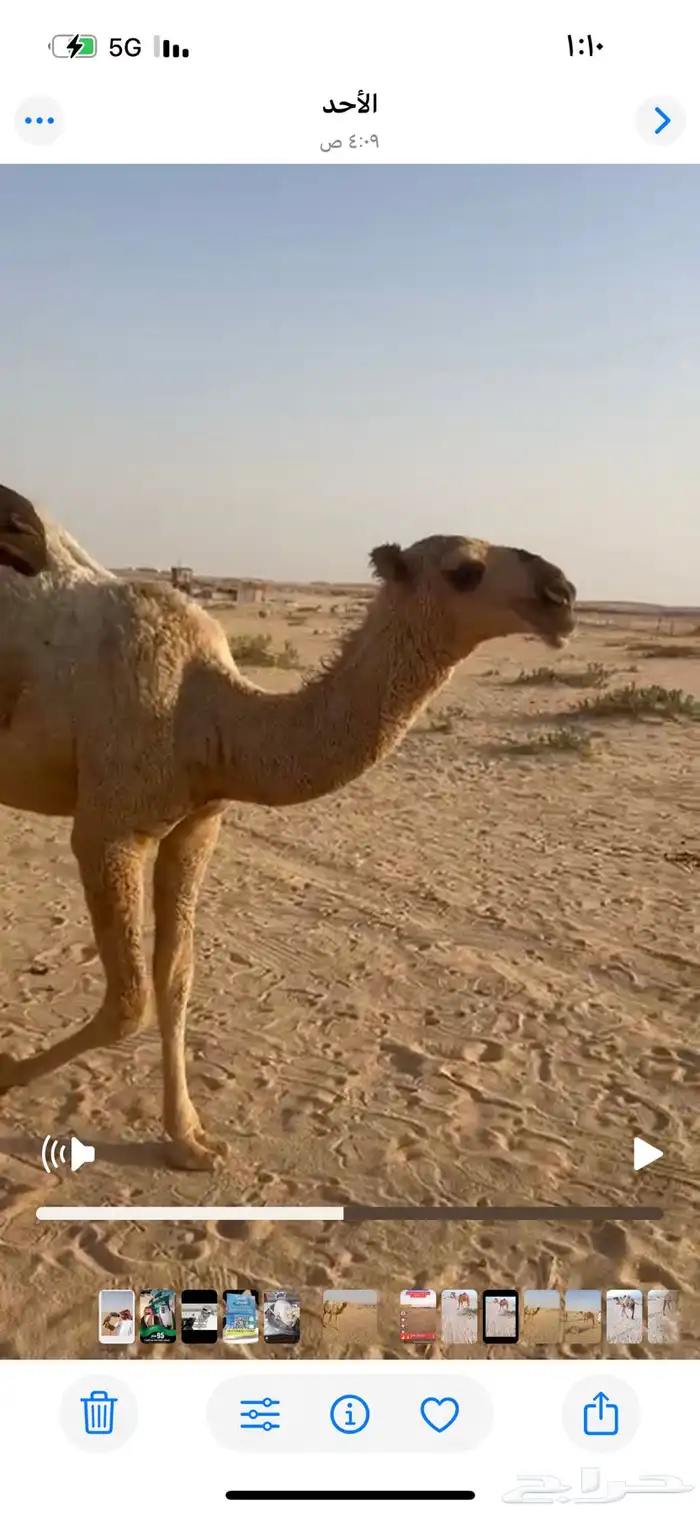 للبيع قعود 0