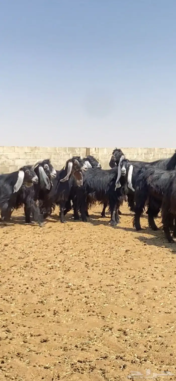 معزا عوارض صنف 1